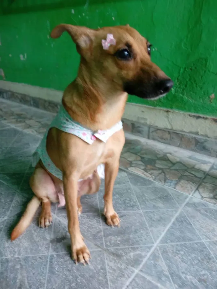 Cachorro ra a Srd  idade 2 anos nome Frida