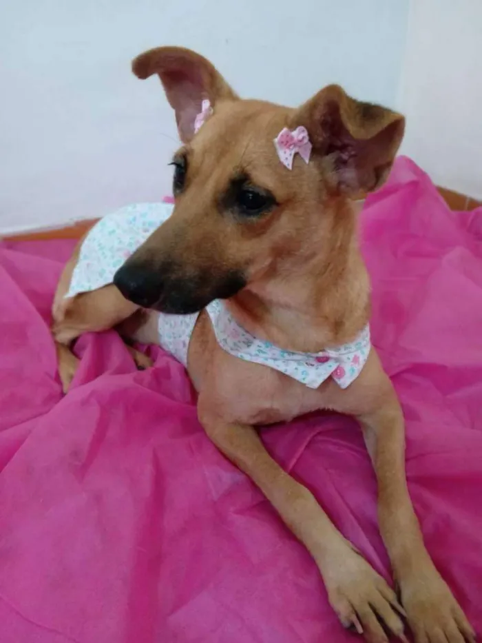 Cachorro ra a Srd  idade 2 anos nome Frida