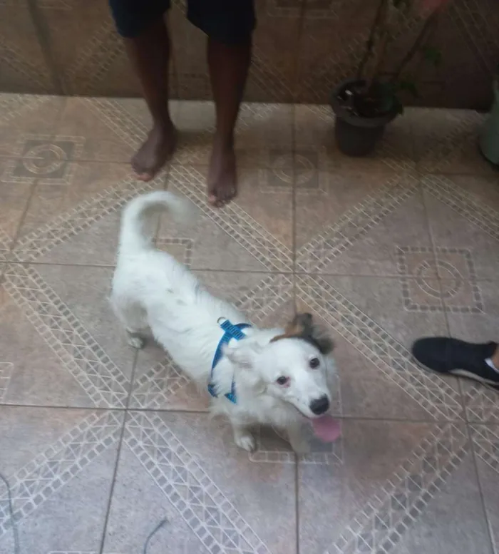 Cachorro ra a Mix border collie  idade 1 ano nome Max