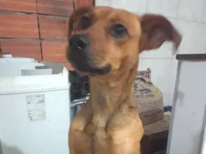 Cachorro raça SRD idade 1 ano nome July