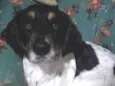 Buddy