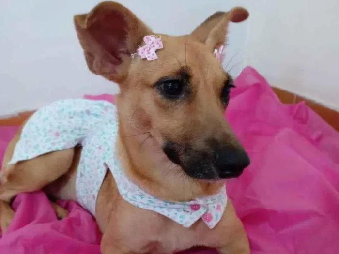 Cachorro ra a Srd  idade 2 anos nome Frida