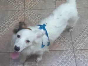 Cachorro raça Mix border collie  idade 1 ano nome Max