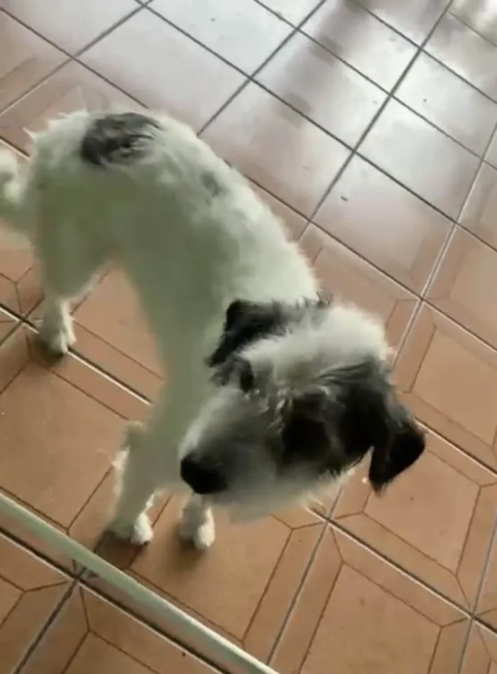 Cachorro raça Srd idade 3 anos nome Marley URGENTE 