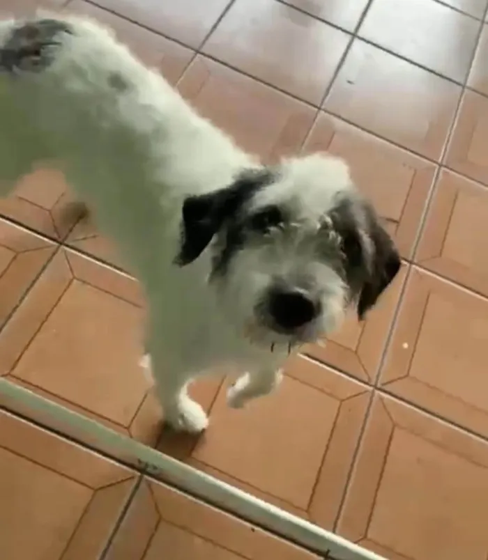 Cachorro raça Srd idade 3 anos nome Marley URGENTE 