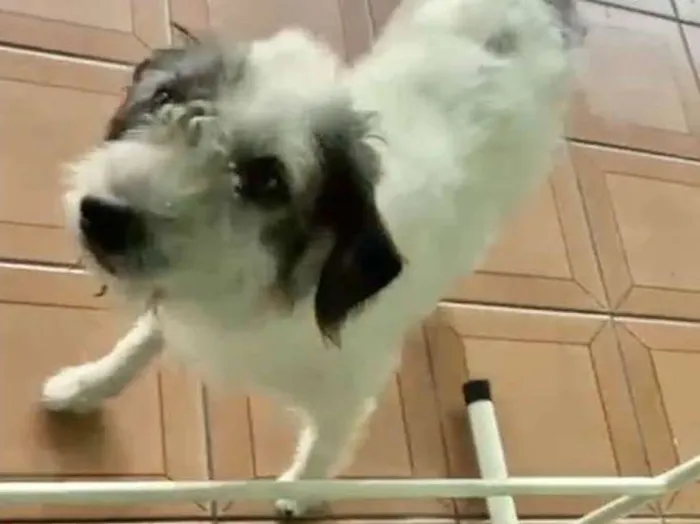 Cachorro raça Srd idade 3 anos nome Marley URGENTE 