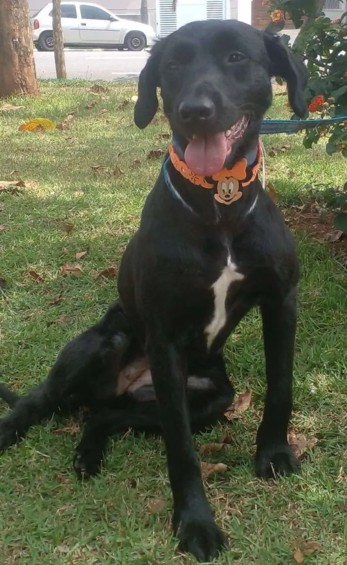 Cachorro raça SRD idade 1 ano nome Pretinha