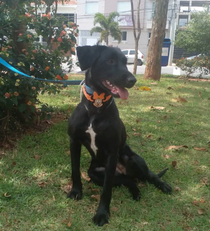 Cachorro ra a SRD idade 1 ano nome Pretinha