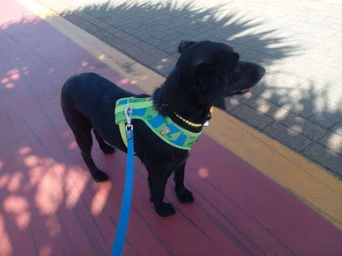 Cachorro ra a SRD idade 1 ano nome Pretinha