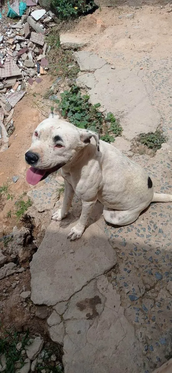 Cachorro ra a Pit Bull  idade 2 anos nome Pandora 