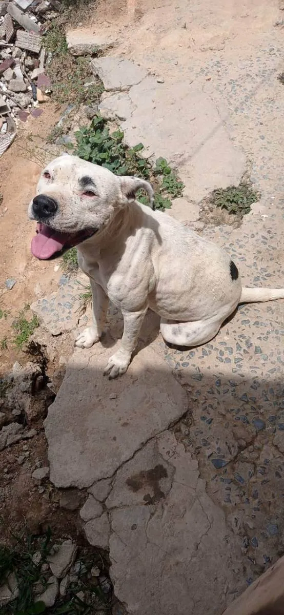 Cachorro ra a Pit Bull  idade 2 anos nome Pandora 