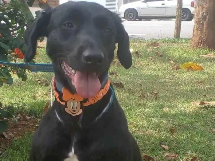 Cachorro raça SRD idade 1 ano nome Pretinha