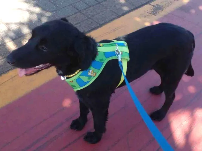 Cachorro raça SRD idade 1 ano nome Pretinha