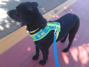 Cachorro raça SRD idade 1 ano nome Pretinha
