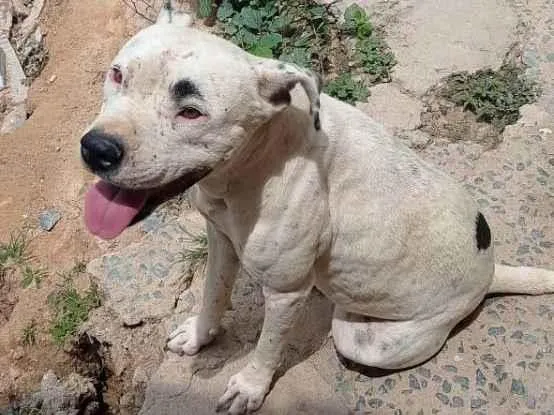 Cachorro ra a Pit Bull  idade 2 anos nome Pandora 