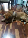 Chiquinho