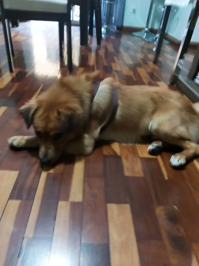 Cachorro raça Golden com Vira Lata idade 2 anos nome Chiquinho