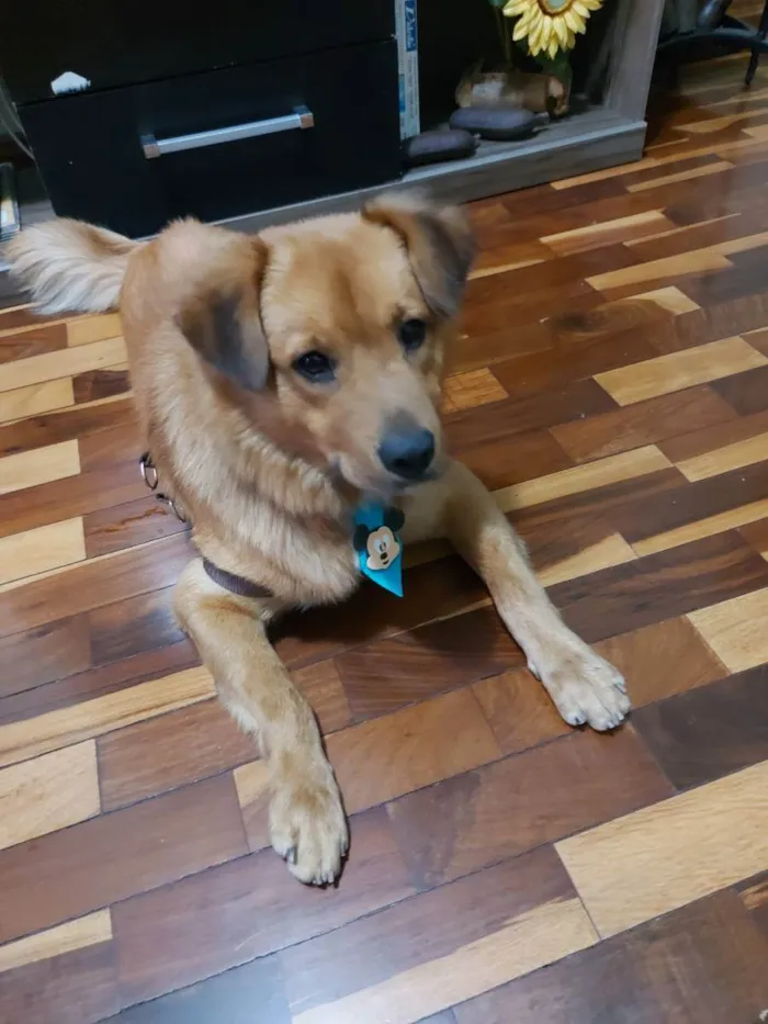 Cachorro raça Golden com Vira Lata idade 2 anos nome Chiquinho