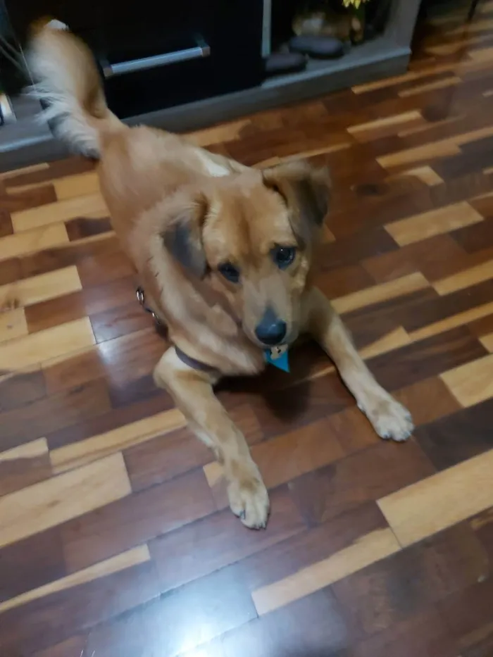 Cachorro raça Golden com Vira Lata idade 2 anos nome Chiquinho