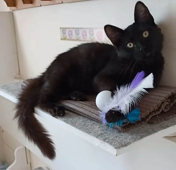 Gato ra a srd idade 2 a 6 meses nome SANSÃO 