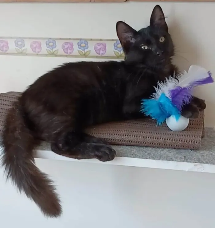 Gato ra a srd idade 2 a 6 meses nome SANSÃO 