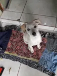 Chica