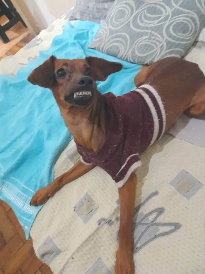 Cachorro ra a SRD idade 1 ano nome Naná