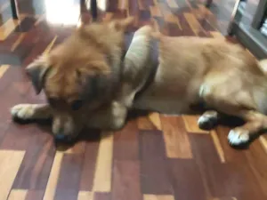 Cachorro raça Golden com Vira Lata idade 2 anos nome Chiquinho