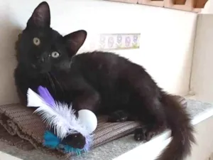 Gato raça srd idade 2 a 6 meses nome SANSÃO 