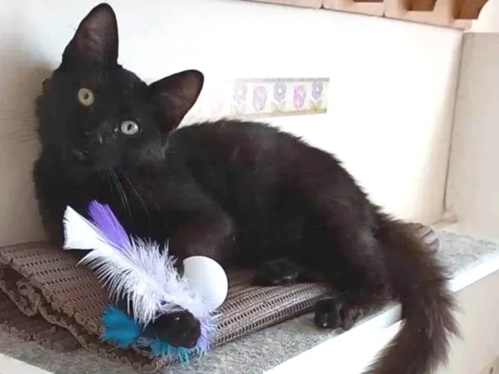 Gato ra a srd idade 2 a 6 meses nome SANSÃO 