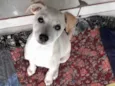 Chica