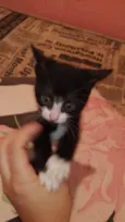 Nina .pretinha 