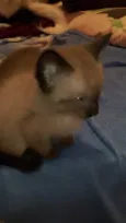 Nina .pretinha 