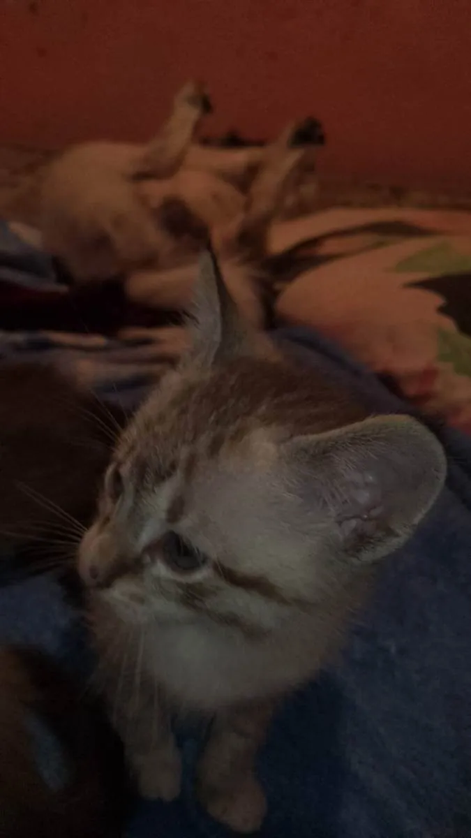 Gato ra a Sem raça definida  idade 2 a 6 meses nome Nina .pretinha 
