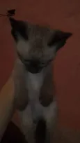Nina .pretinha 