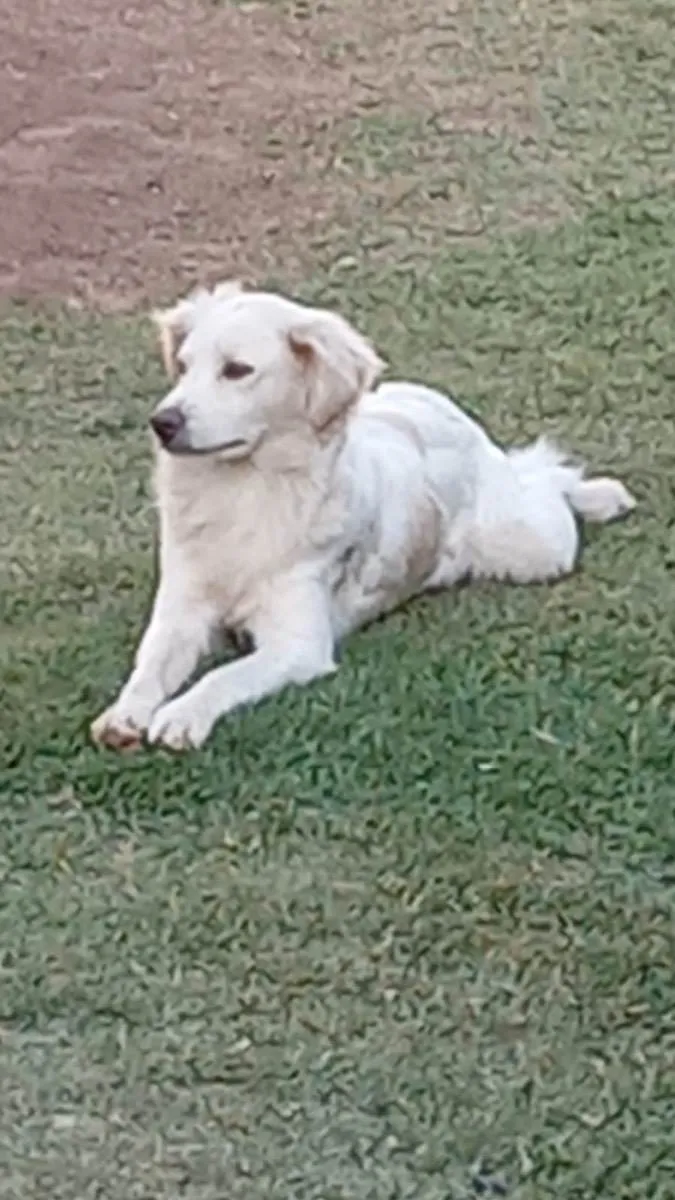 Cachorro ra a Boder collie  idade 5 anos nome Florinda 