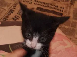 Gato raça Sem raça definida  idade 2 a 6 meses nome Nina .pretinha 