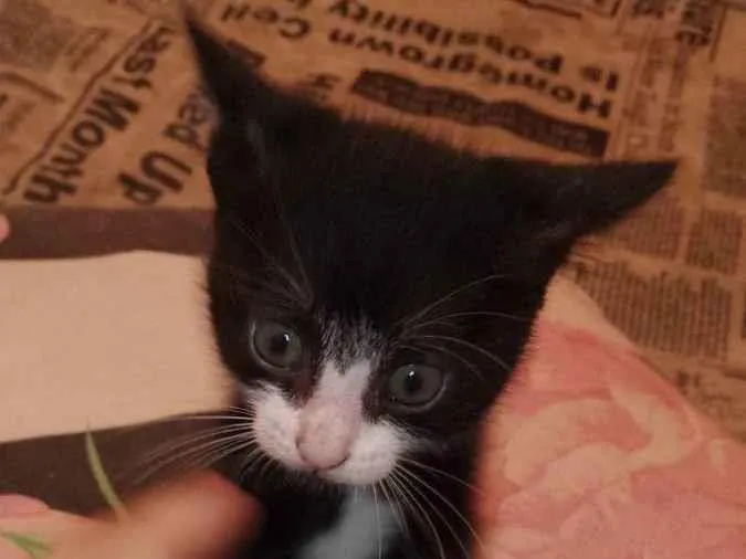 Gato ra a Sem raça definida  idade 2 a 6 meses nome Nina .pretinha 