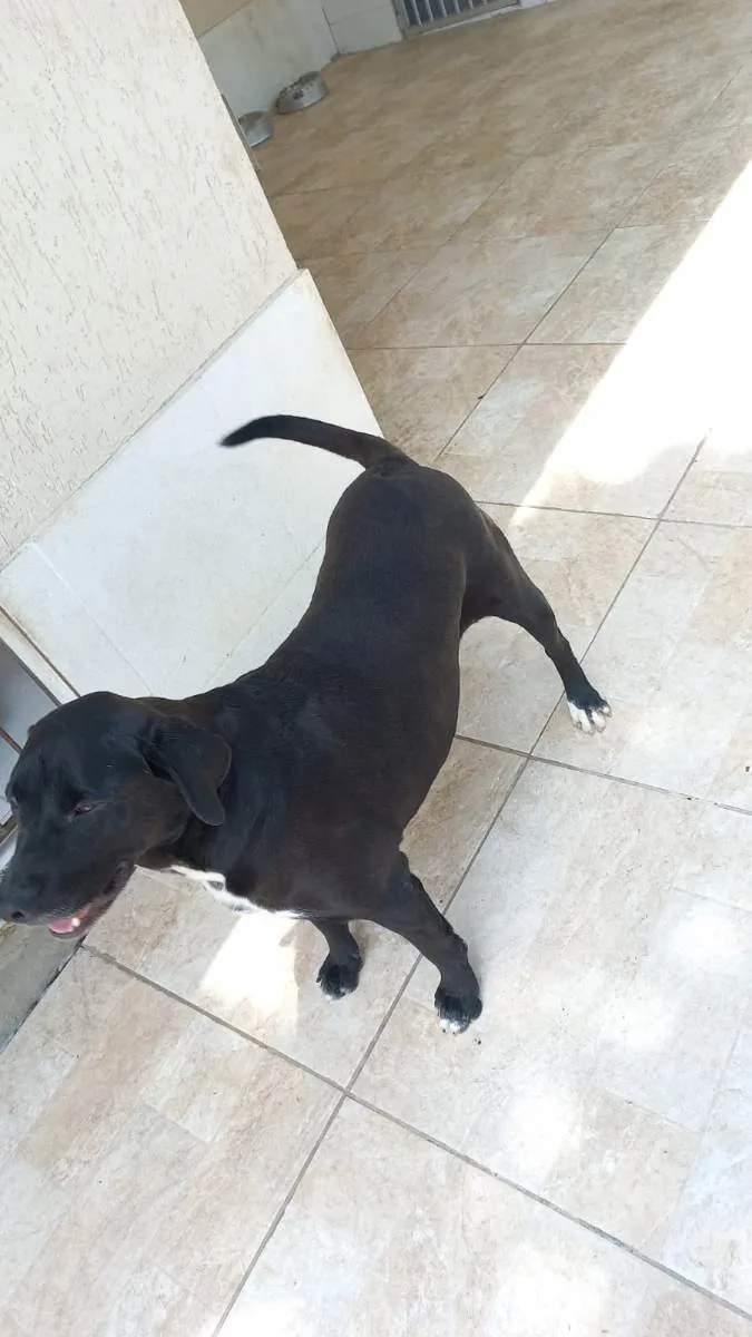Cachorro ra a Labrador misturado idade 1 ano nome Mamute 