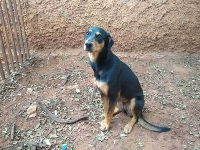 Cachorro ra a Vira lata idade 2 anos nome Mille 