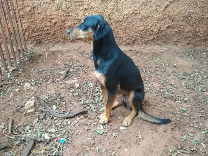 Cachorro ra a Vira lata idade 2 anos nome Mille 