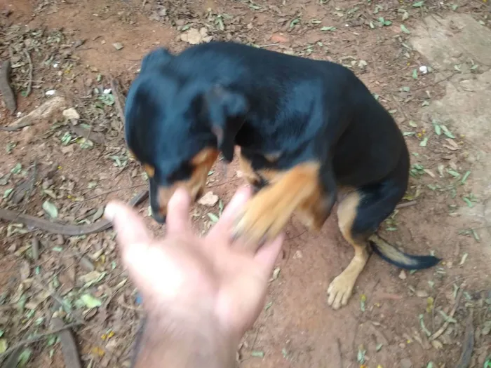 Cachorro ra a Vira lata idade 2 anos nome Mille 