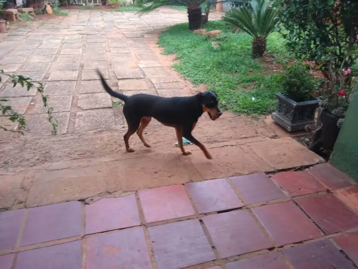 Cachorro ra a Vira lata idade 2 anos nome Mille 