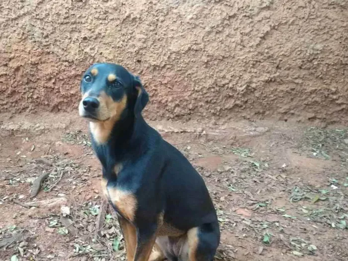 Cachorro ra a Vira lata idade 2 anos nome Mille 