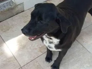 Cachorro raça Labrador misturado idade 1 ano nome Mamute 