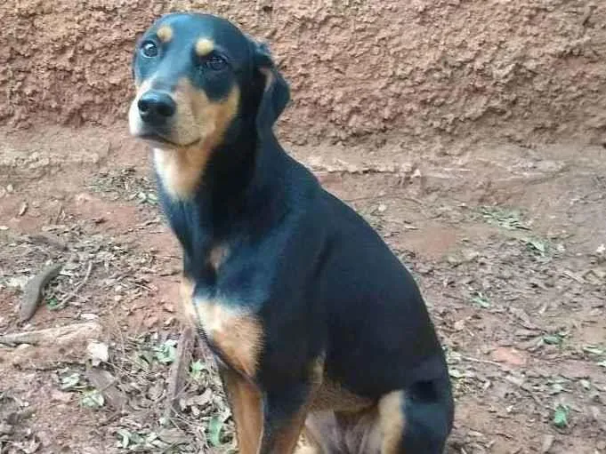 Cachorro ra a Vira lata idade 2 anos nome Mille 