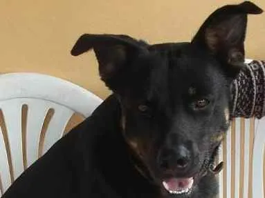 Cachorro ra a Sem raça denifinida idade 4 anos nome Duke