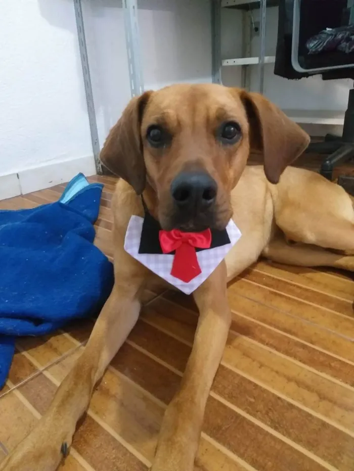 Cachorro ra a Rhodesian Ridgeback idade 2 anos nome Lyon