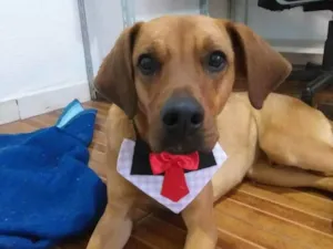 Cachorro raça Rhodesian Ridgeback idade 2 anos nome Lyon