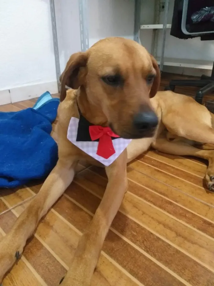 Cachorro ra a Rhodesian Ridgeback idade 2 anos nome Lyon